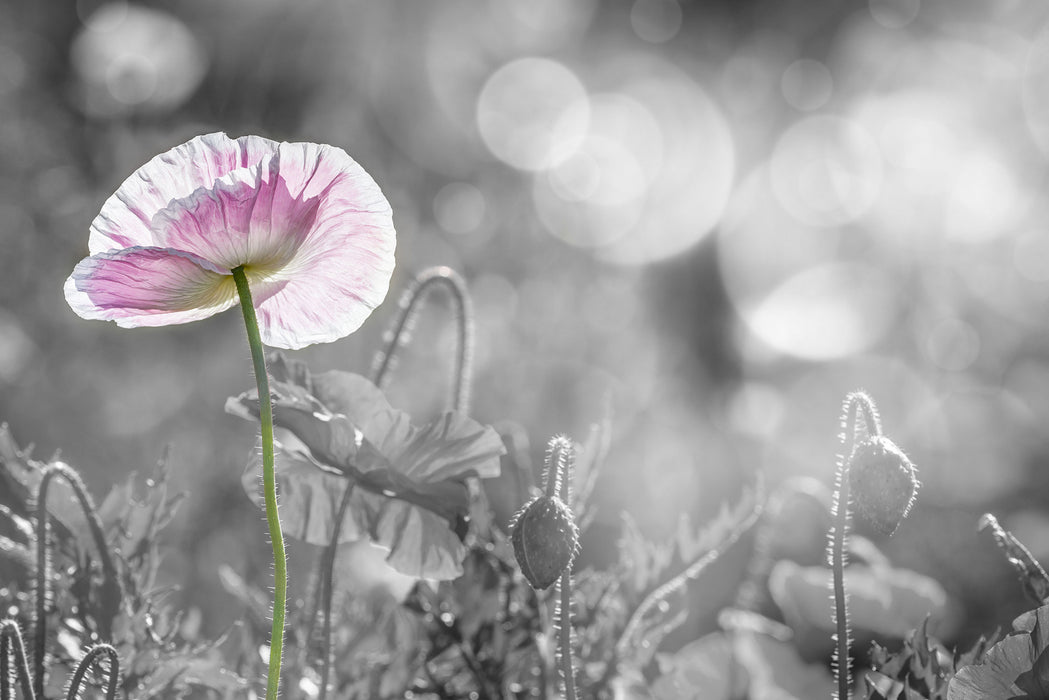 Kalifornischer Mohn im Frühling, Glasbild