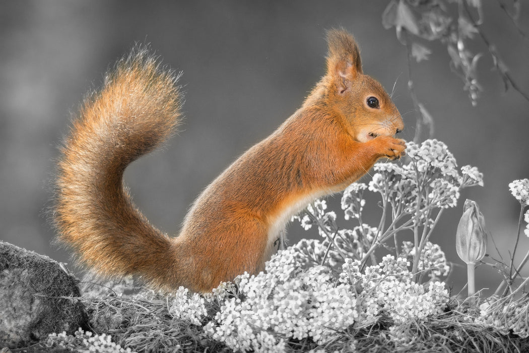 Nagendes Eichhörnchen im Moos, Glasbild