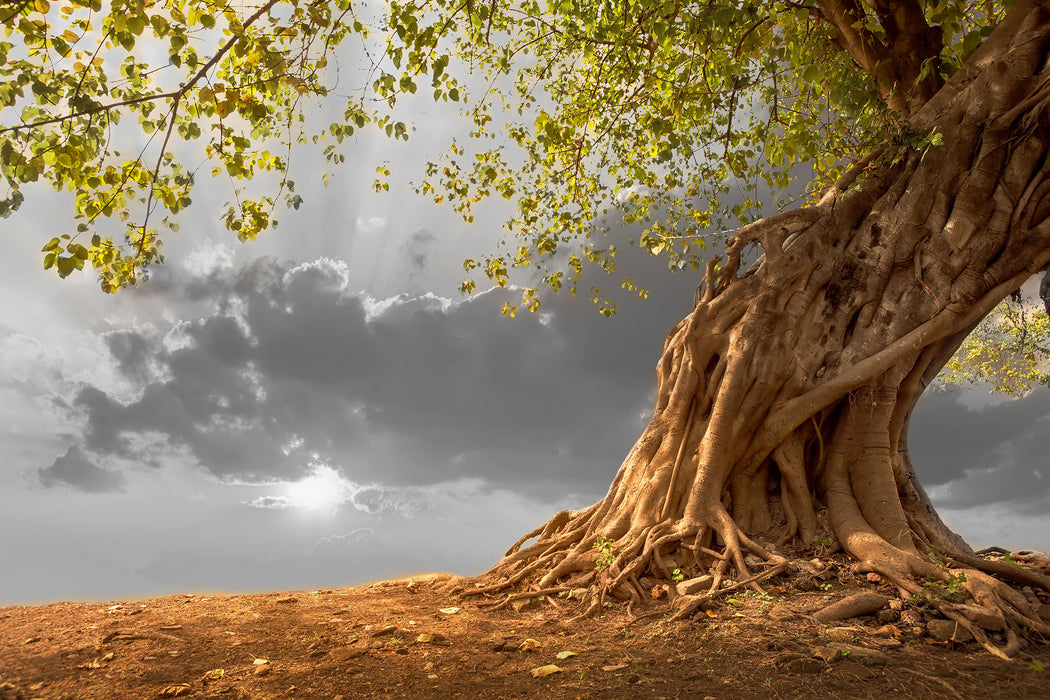 Baum, Glasbild