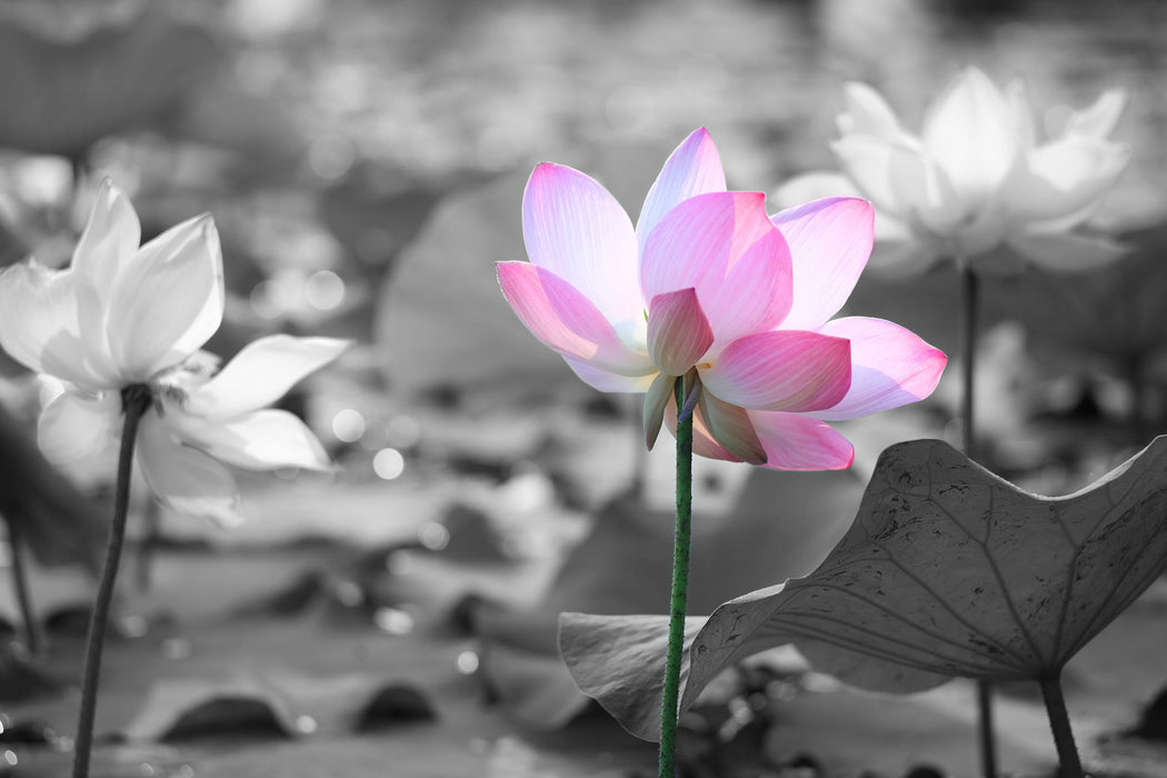 Asiatische Lotusblüte im Teich, Glasbild