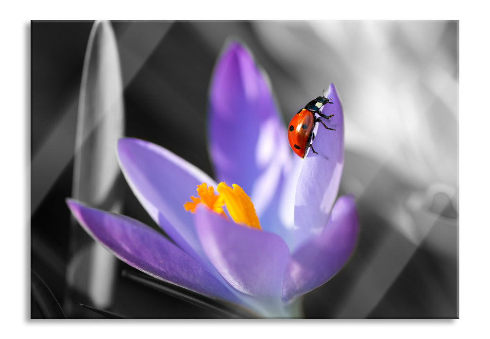 Krokussblüte mit Marienkäfer, Glasbild