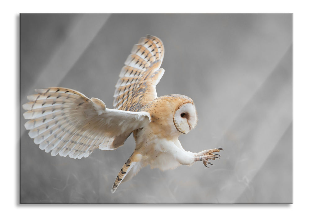 Fliegende Weiße Eule bei der Jagd, Glasbild