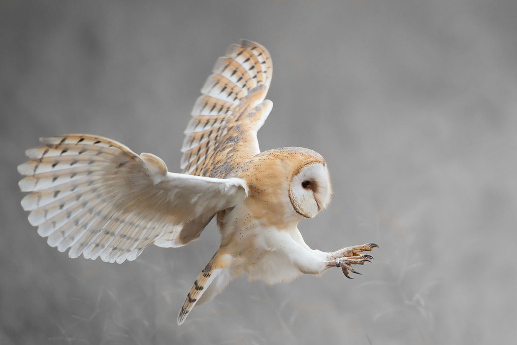 Fliegende Weiße Eule bei der Jagd, Glasbild