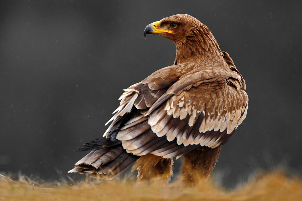 Falke mit Gefieder, Glasbild