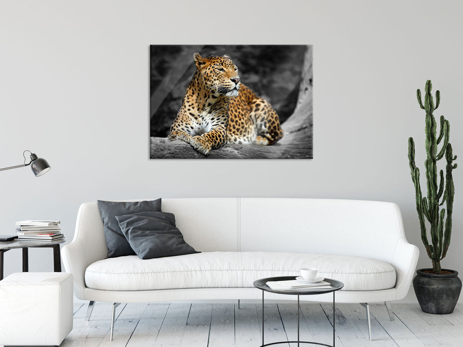 Wunderschöner Leopard in der Natur, Glasbild