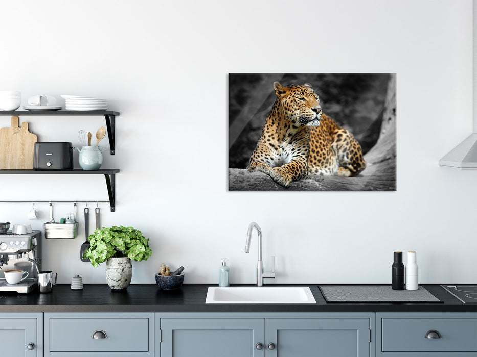 Wunderschöner Leopard in der Natur, Glasbild