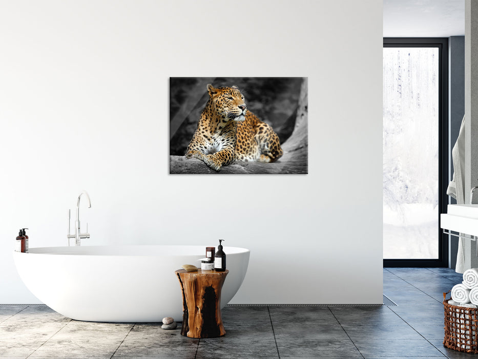 Wunderschöner Leopard in der Natur, Glasbild