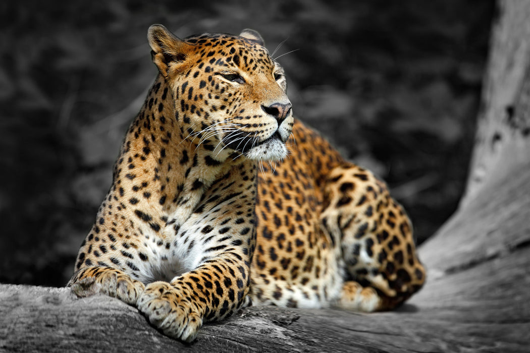 Wunderschöner Leopard in der Natur, Glasbild