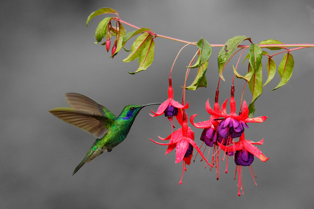 Kolibri trinkt vom Blütennektar, Glasbild