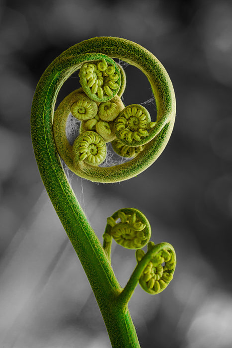 Blatt von einer Farne im Wald, Glasbild