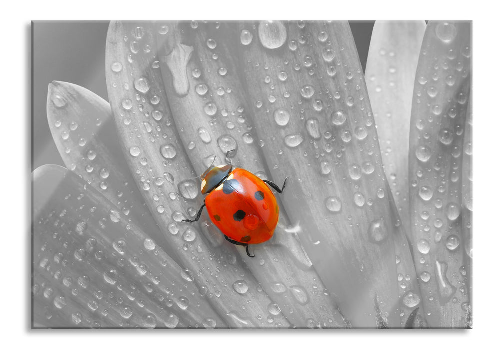 Marienkäfer auf gelber Blume, Glasbild