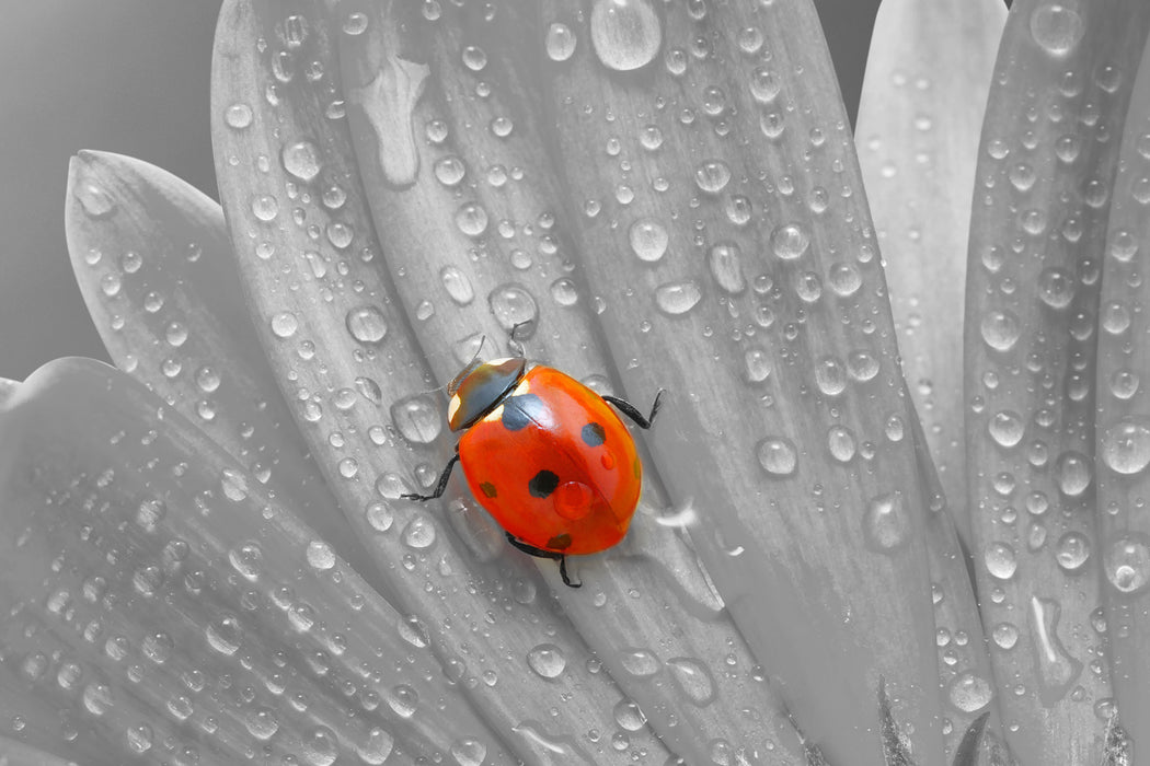 Marienkäfer auf gelber Blume, Glasbild