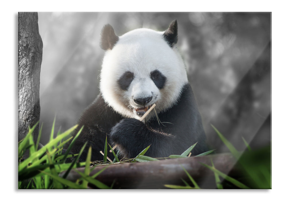 Niedlicher Panda isst Bambus, Glasbild