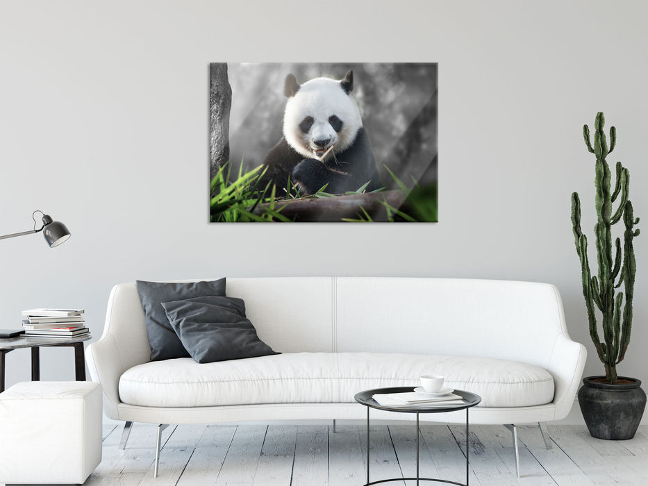 Niedlicher Panda isst Bambus, Glasbild