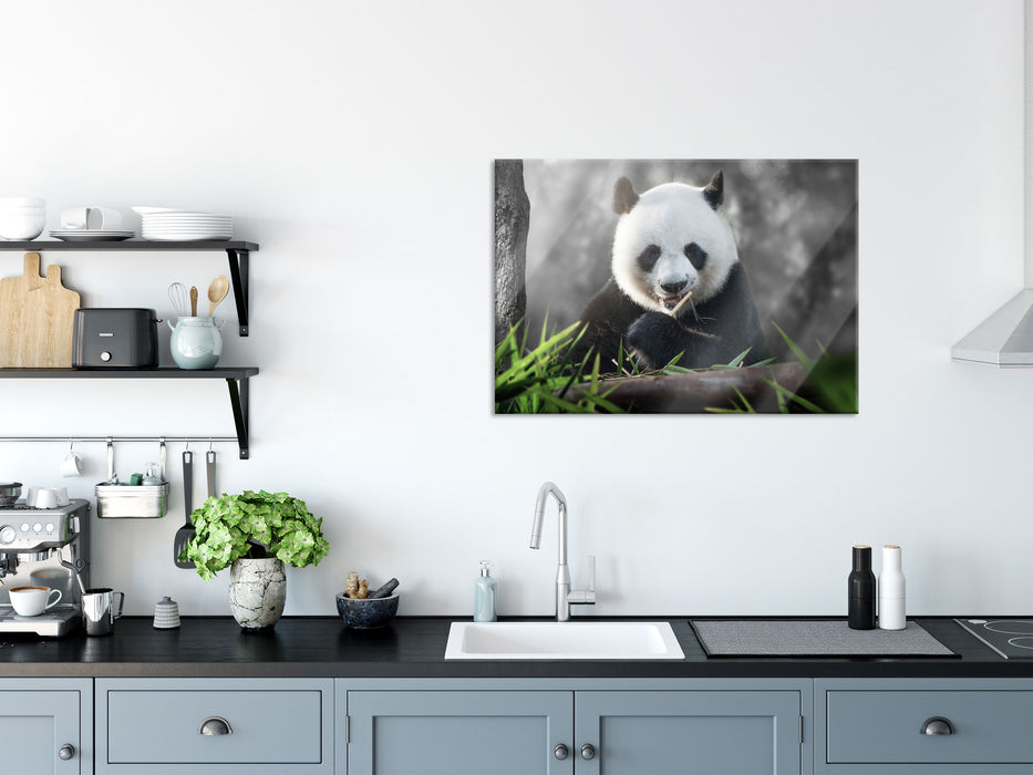 Niedlicher Panda isst Bambus, Glasbild