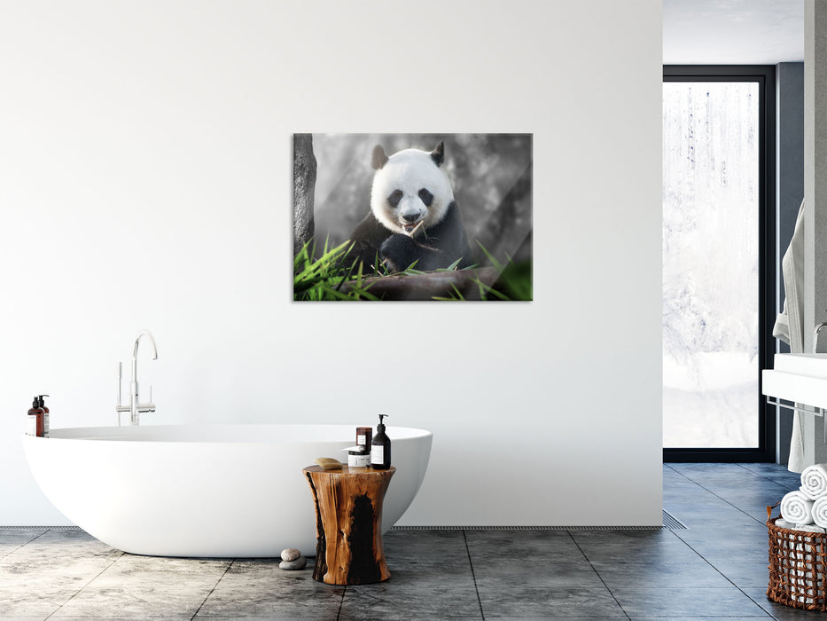 Niedlicher Panda isst Bambus, Glasbild