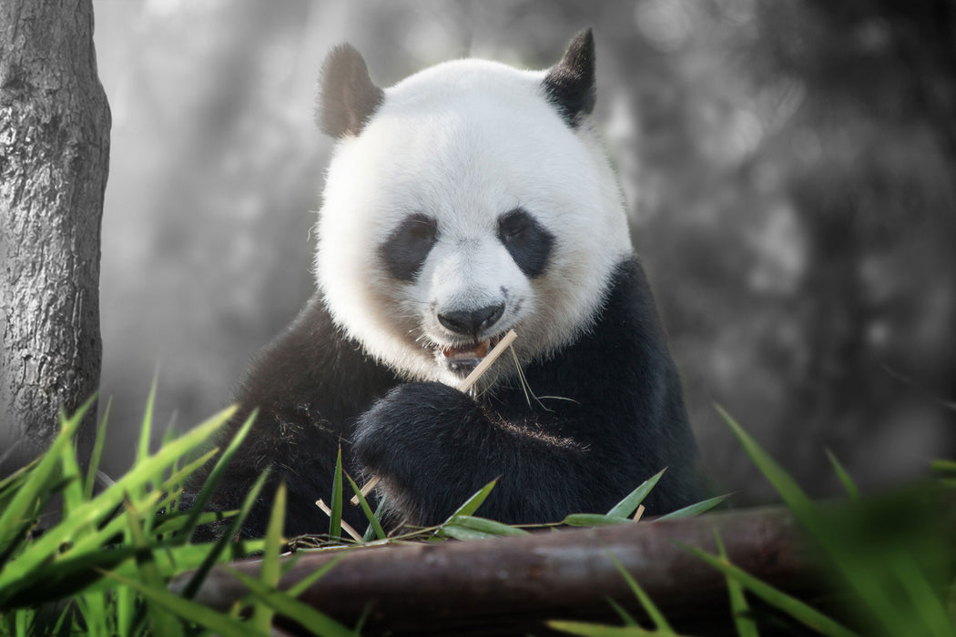 Niedlicher Panda isst Bambus, Glasbild