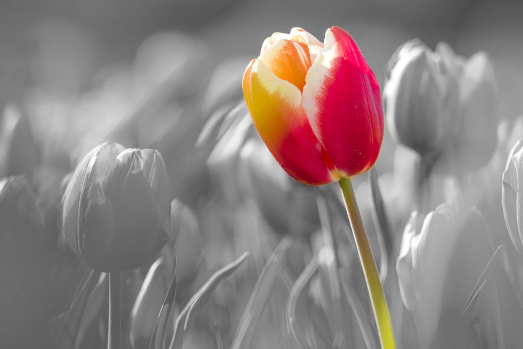 Blühende rote Tulpen, Glasbild