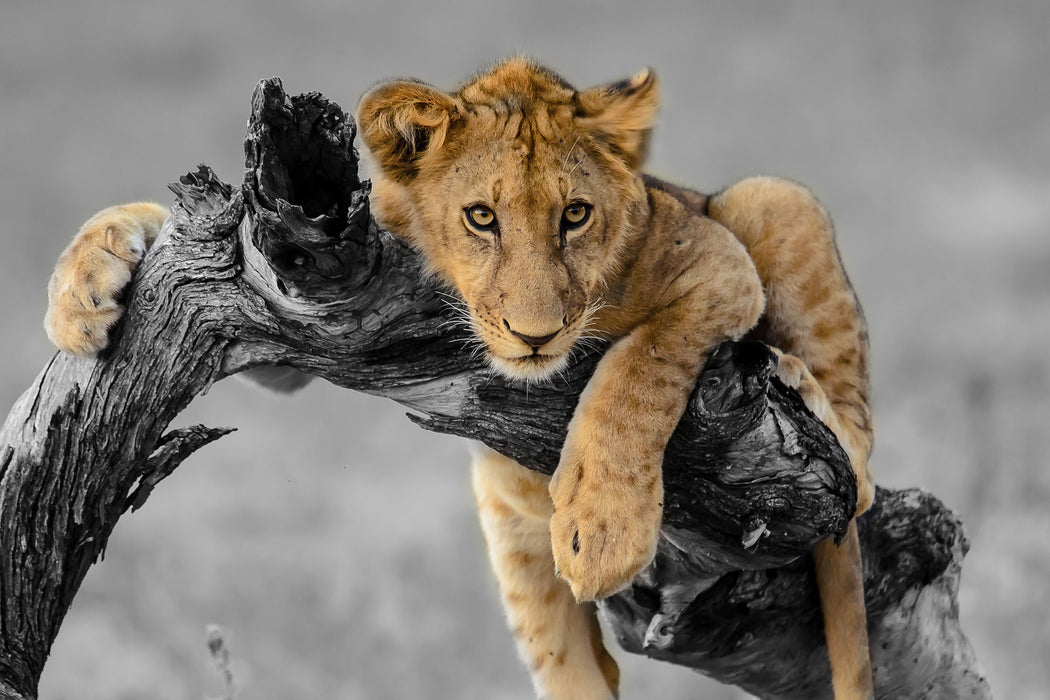 Junger Löwe in der Natur, Glasbild