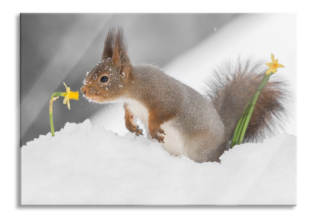 Eichhörnchen im Schnee, Glasbild