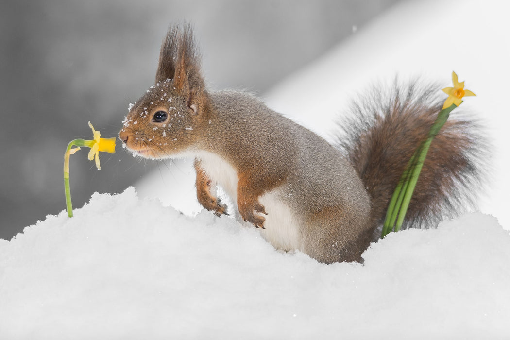 Eichhörnchen im Schnee, Glasbild