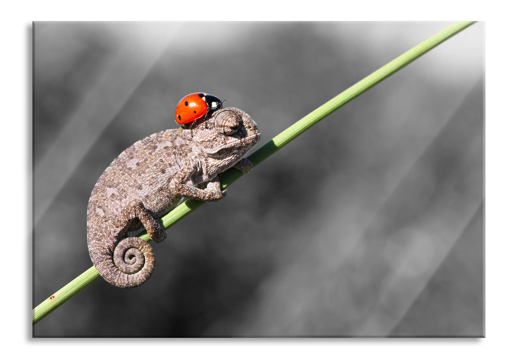 Süßer Gecko mit einem Marienkäfer, Glasbild