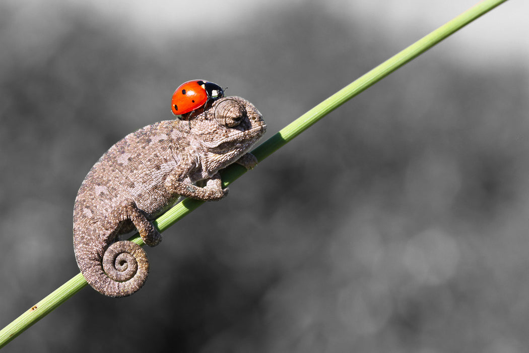 Süßer Gecko mit einem Marienkäfer, Glasbild