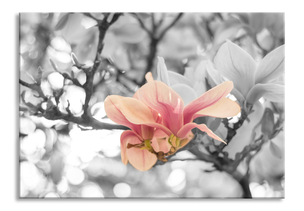 Pixxprint Rosa Magnolienblüten im Frühling, Glasbild