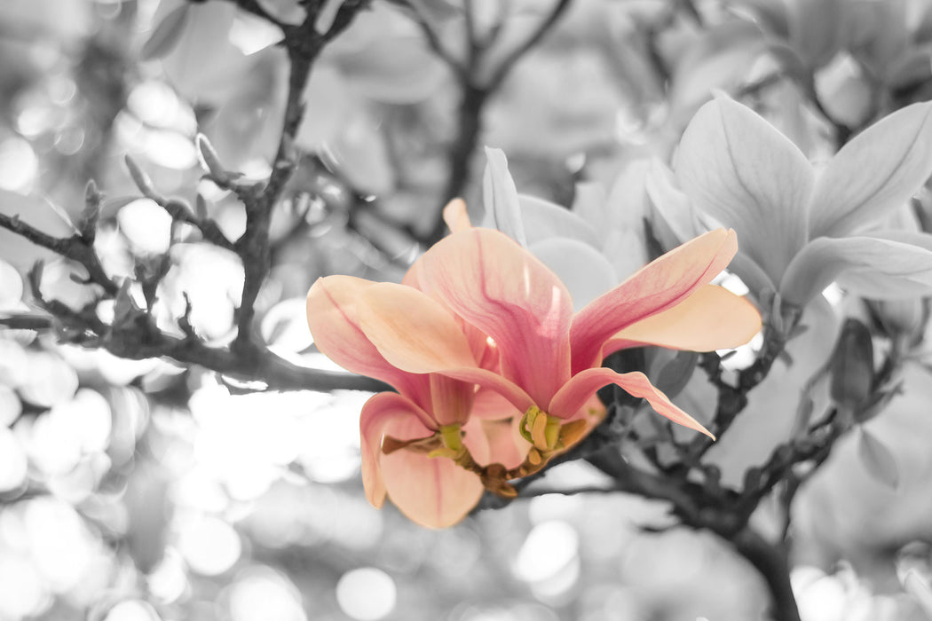 Rosa Magnolienblüten im Frühling, Glasbild