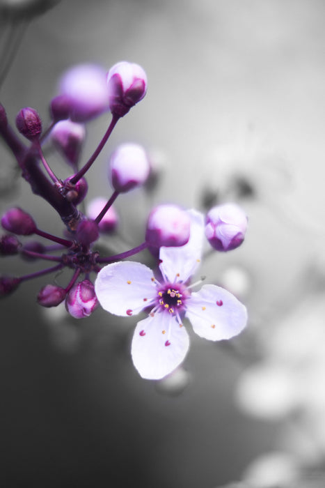 Blüten des Kirschbaumes, Glasbild