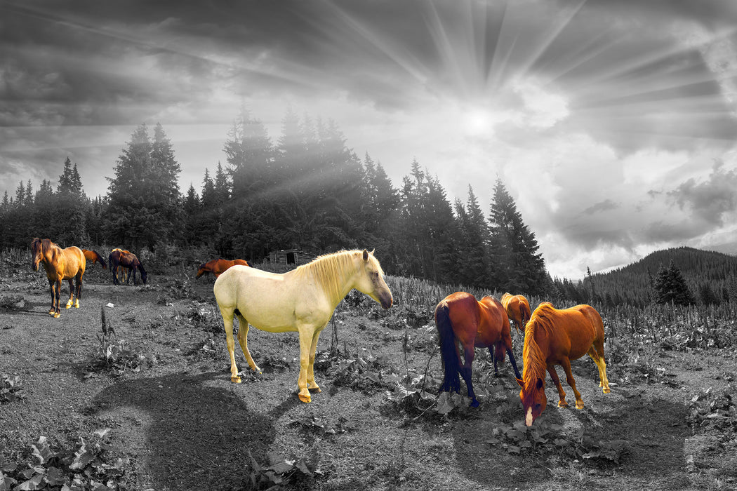Mustangs Pferde auf den Bergen, Glasbild