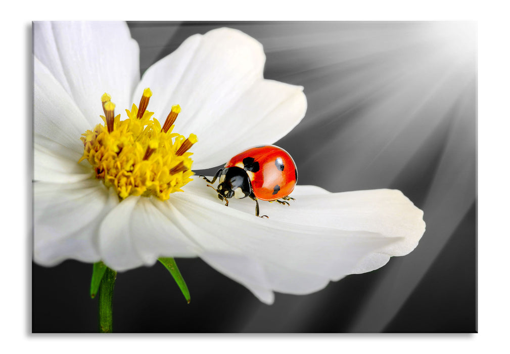 Marienkäfer auf einer weißen Blume, Glasbild