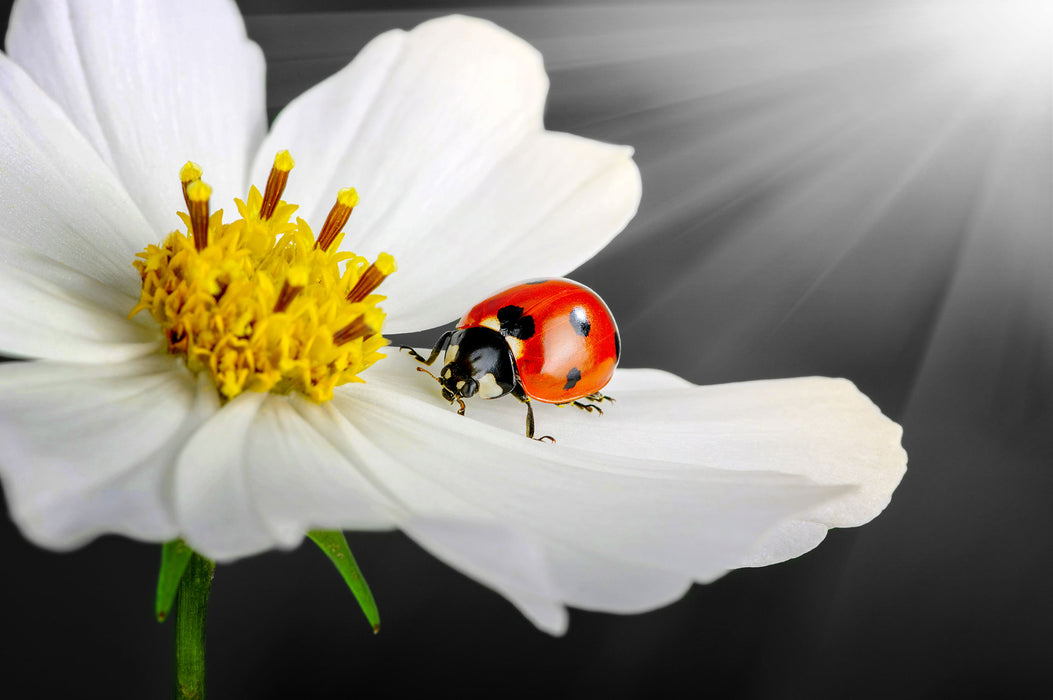 Marienkäfer auf einer weißen Blume, Glasbild