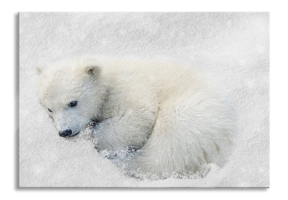 Eisbär im Schnee, Glasbild