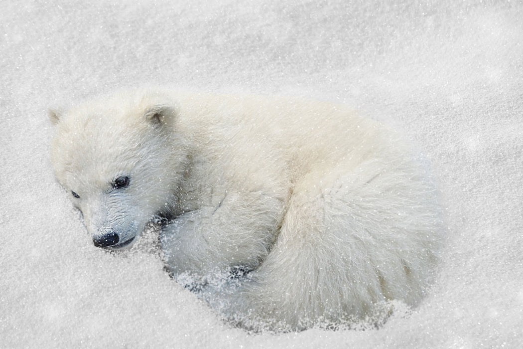 Eisbär im Schnee, Glasbild