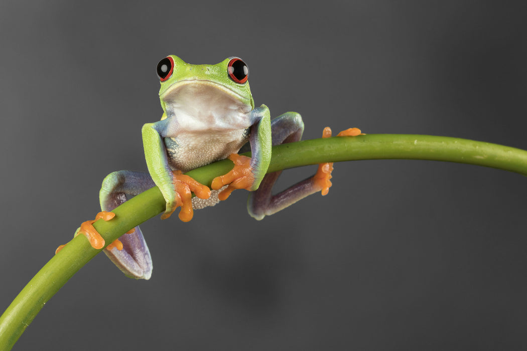 Baum-Frosch auf Bambus, Glasbild