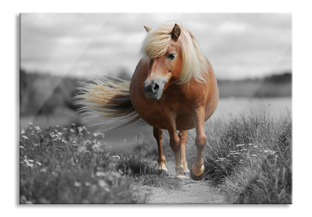 Shetlandpony auf der Wiese, Glasbild