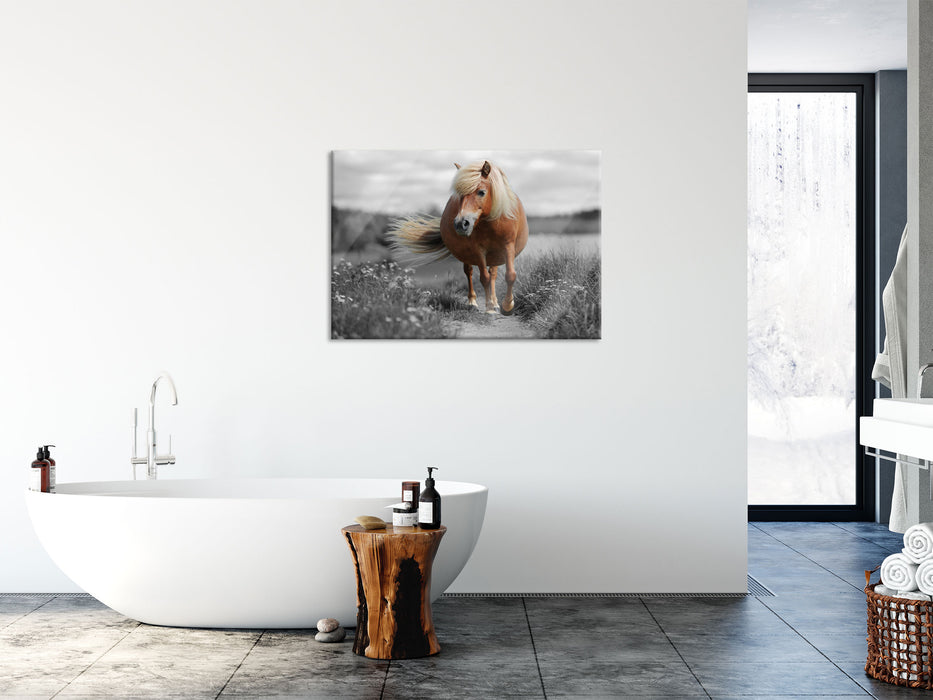 Shetlandpony auf der Wiese, Glasbild