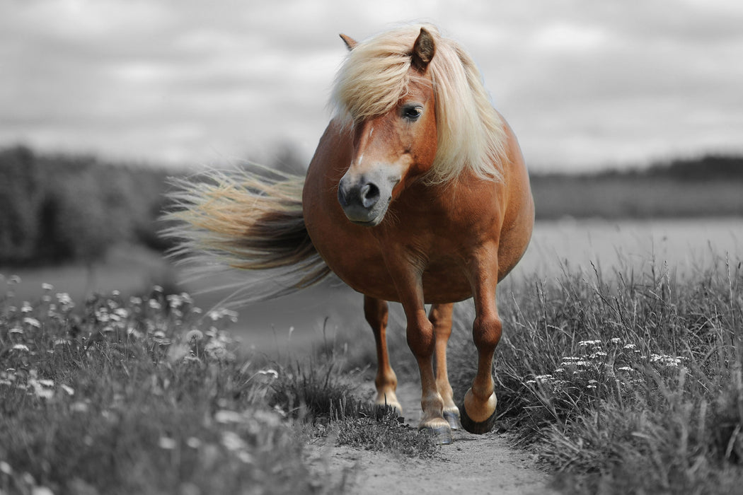 Shetlandpony auf der Wiese, Glasbild