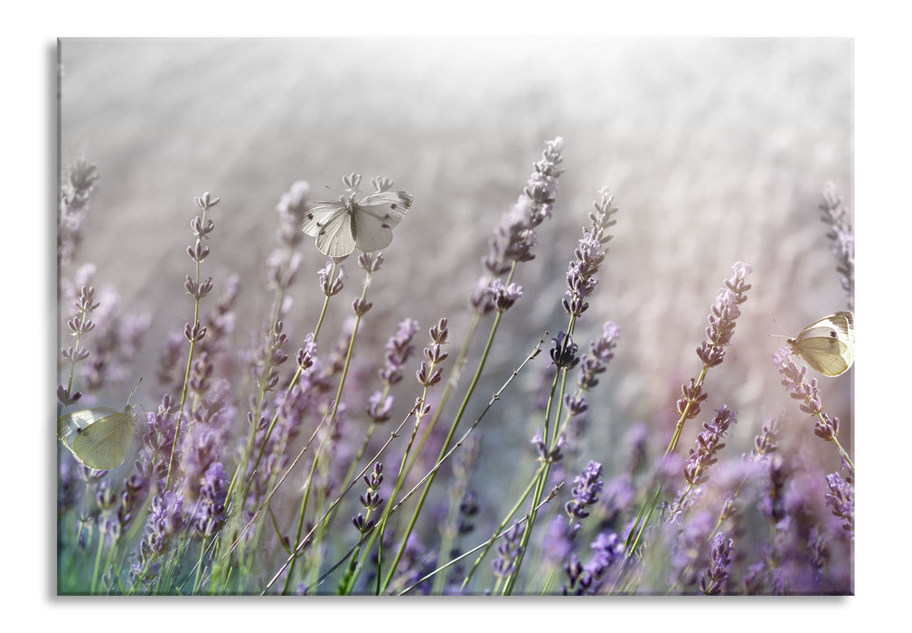 Schmetterlinge auf Lavendelblumen, Glasbild