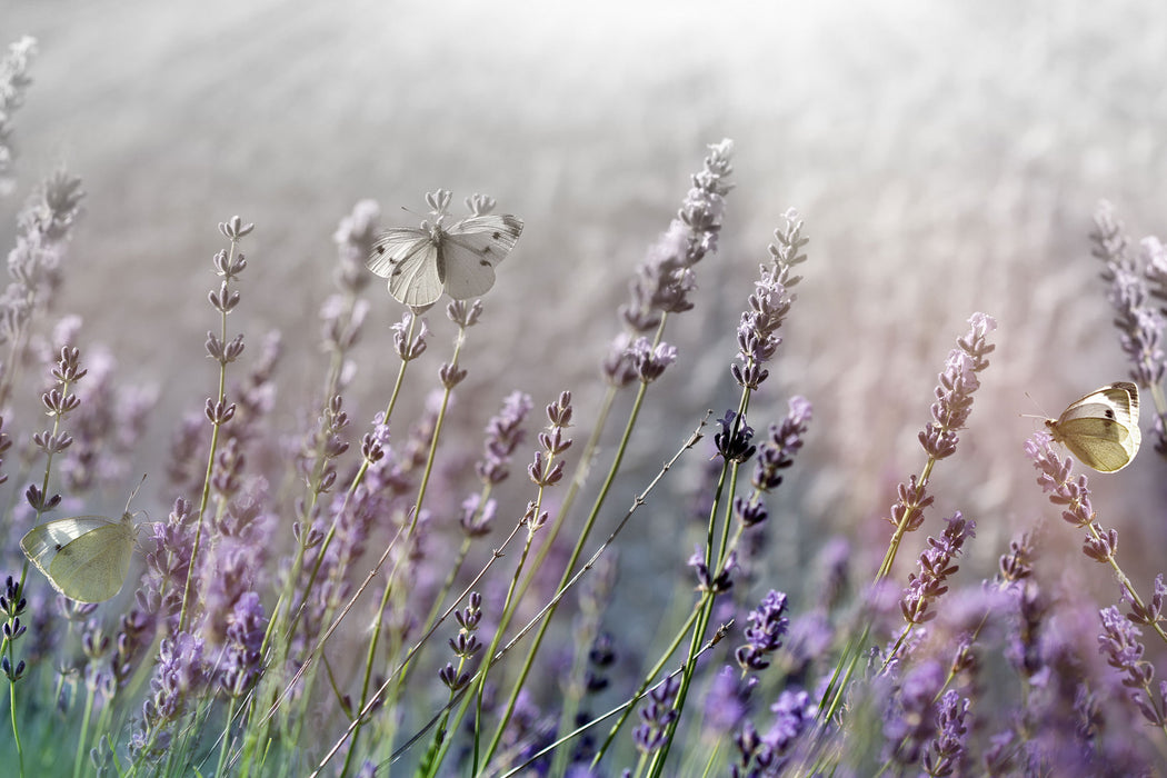 Schmetterlinge auf Lavendelblumen, Glasbild