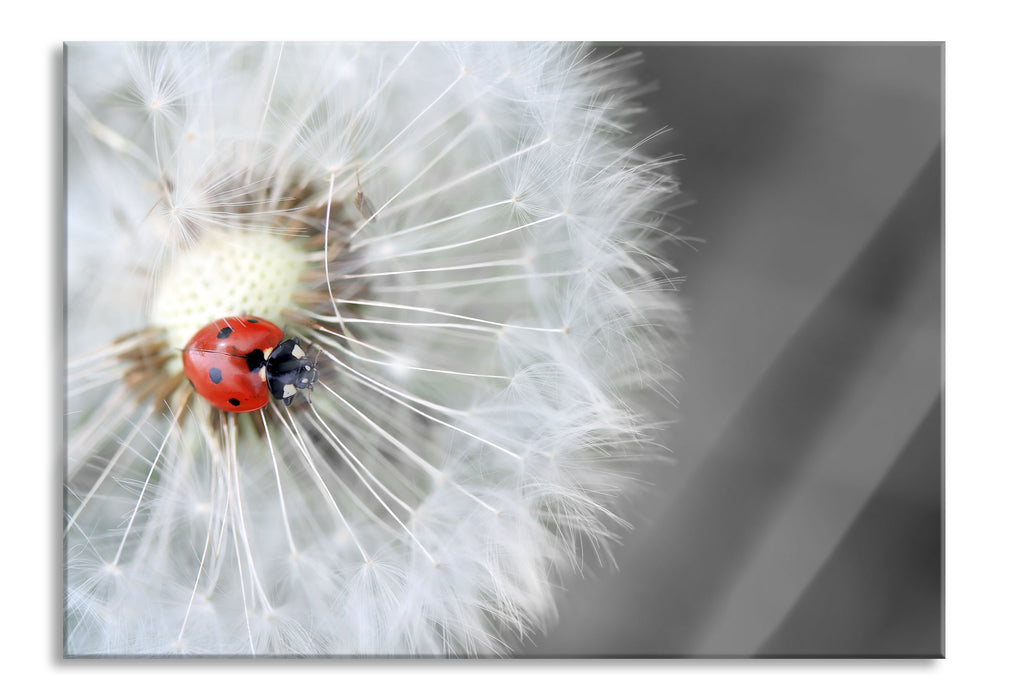 Pixxprint Marienkäfer auf einem Löwenzahn, Glasbild