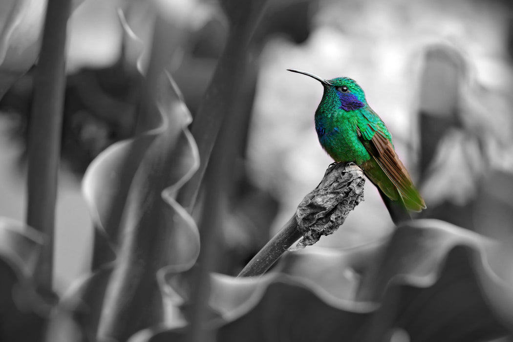 Kolibri in seinem Lebensraum, Glasbild