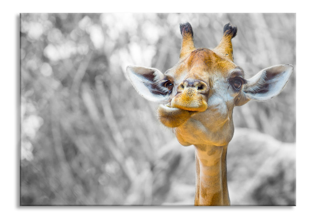 Pixxprint Giraffe in der Natur, Glasbild