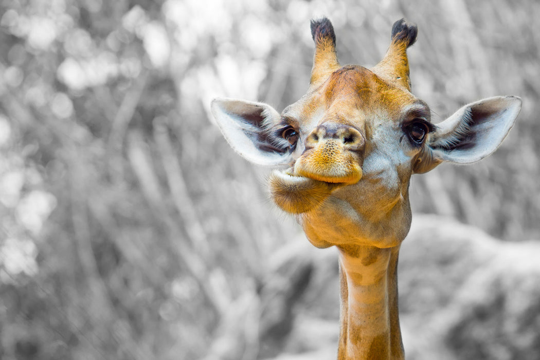 Giraffe in der Natur, Glasbild