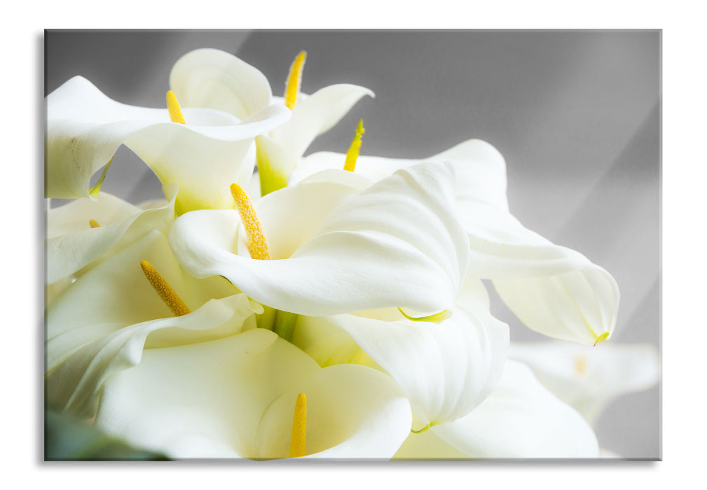 Wunderschöne weiße Calla Lilien, Glasbild