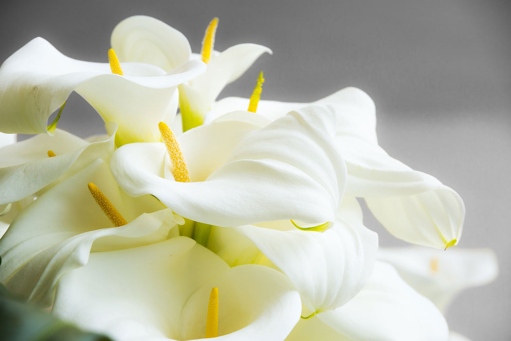 Wunderschöne weiße Calla Lilien, Glasbild