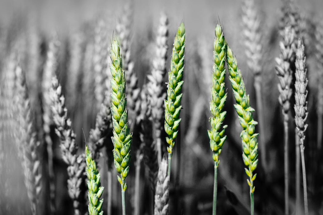 Grüne Weizen auf dem Feld, Glasbild