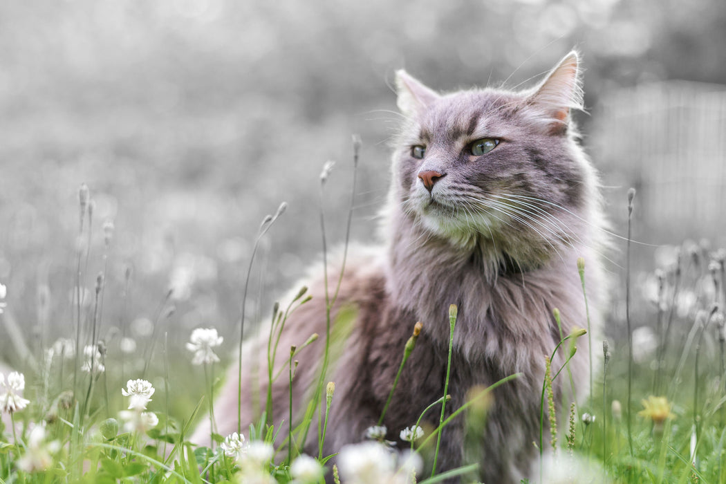 Katze in der Wildnis, Glasbild