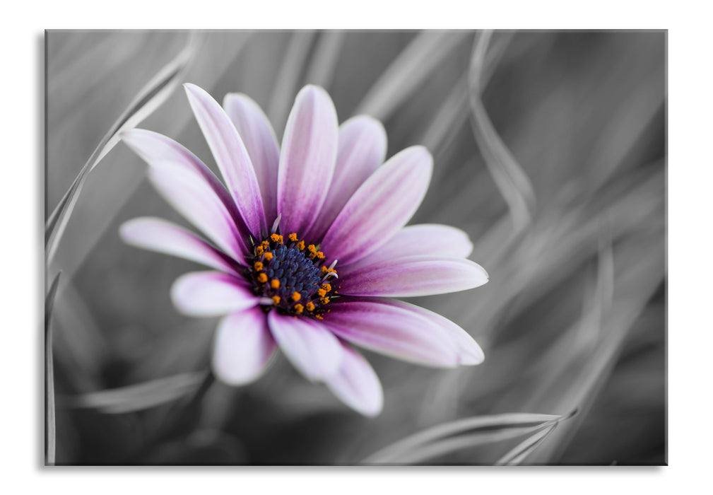 Pixxprint Blume in der Natur, Glasbild